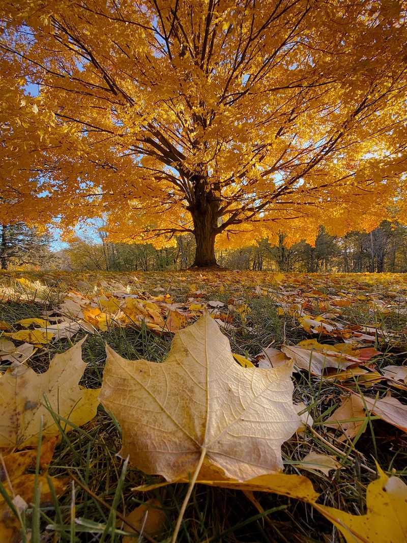 Sugar Maple