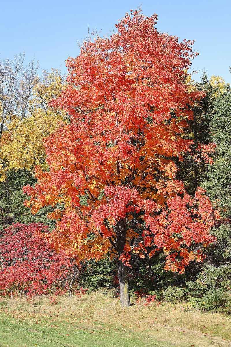 Sugar Maple Can Crack Hard Surfaces