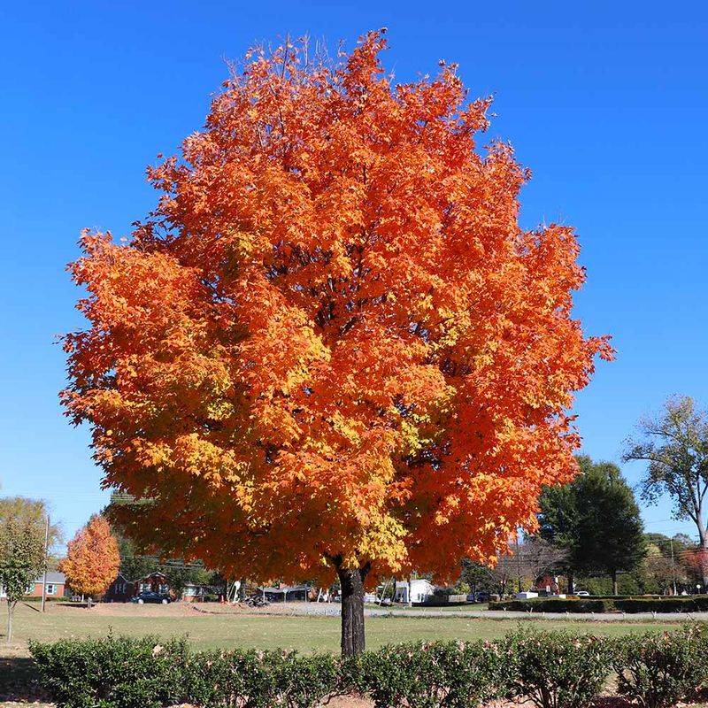 Sugar Maple Sugar Maple