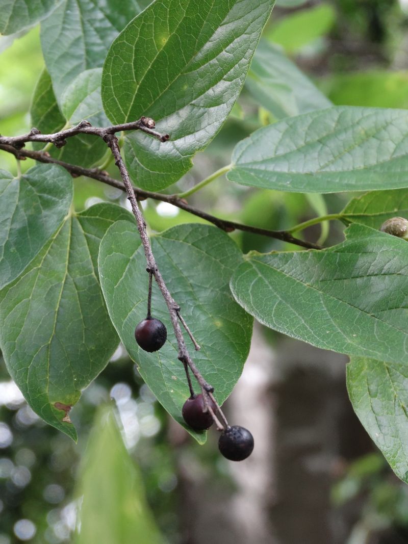 Sugarberry Offers Shade And Edible Interest In One Compact Native Sugarberry Offers Shade And Edible Interest In One Compact Native