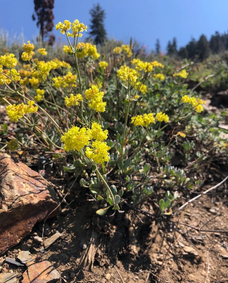 Sulfur Buckwheat Blooms In Harsh Sun