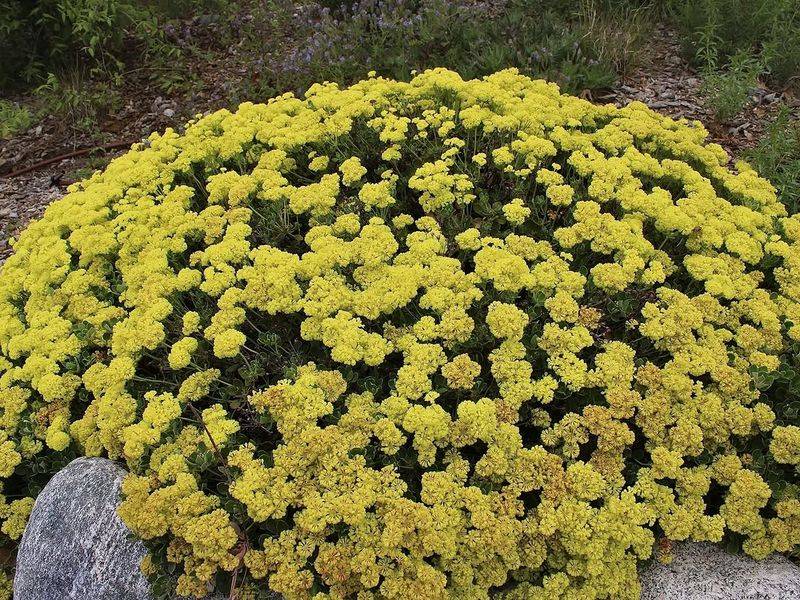 Sulphur-Flower Buckwheat Brightens Dry Sunny Borders