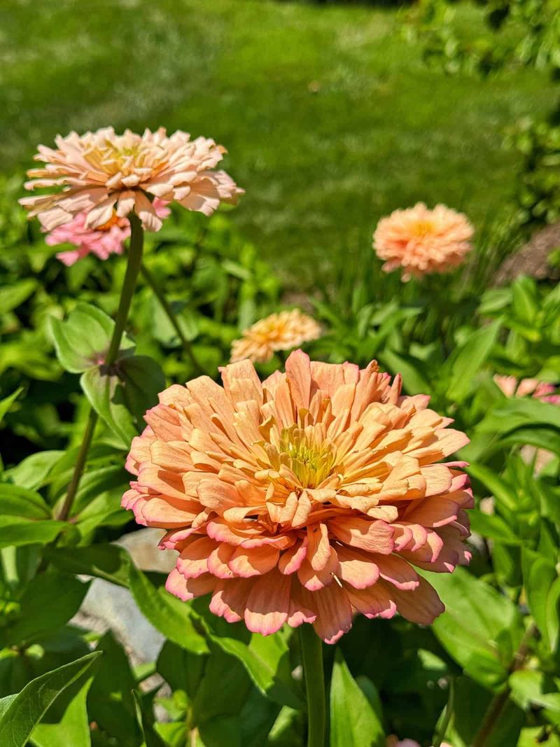 Summer Annuals In Beds Or Containers Summer Annuals In Beds Or Containers
