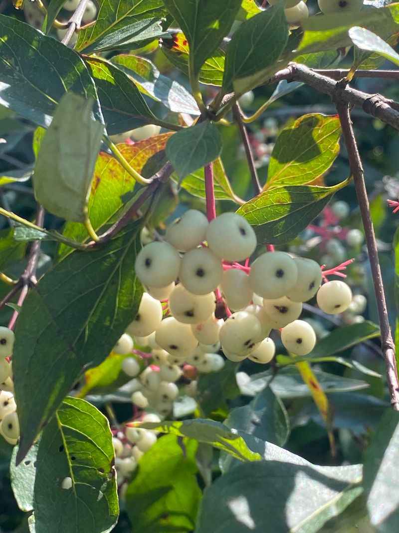 Summer Berries Bring Birds Before The Red Stems Shine Summer Berries Bring Birds Before The Red Stems Shine