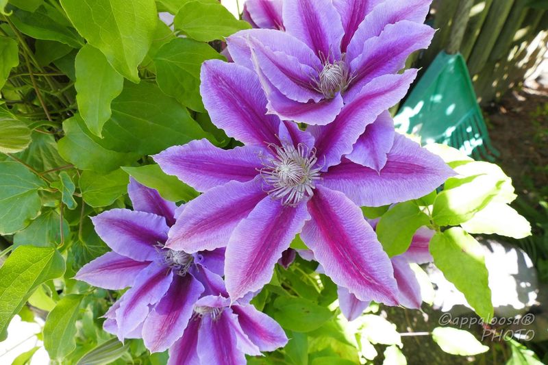 Summer Bloomers Can Usually Handle Hard Pruning