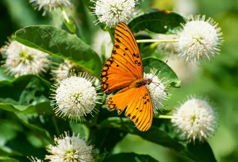 Summer Blooms Feed Pollinators
