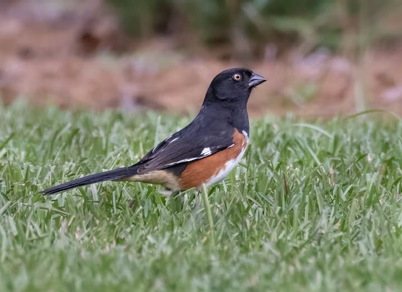 Summer Cleanup Can Disturb Active Nesting Areas