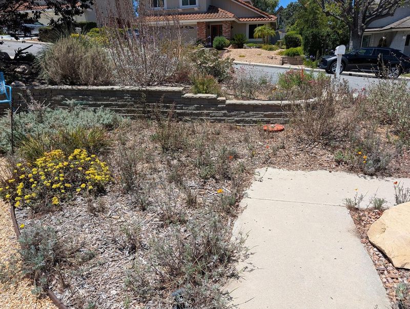 Summer Dormancy Can Look Rough