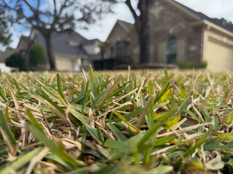 Summer Dormancy Is Normal During Hot Dry Weather