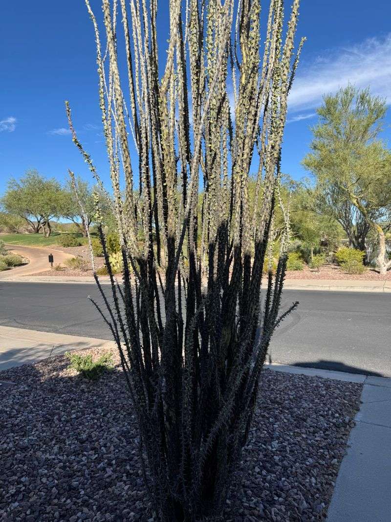 Summer Dormancy Saves Plant Energy