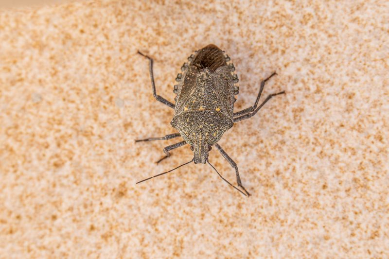 Summer Egg-Laying Cycle Causing Seasonal Population Rise Nearby Summer Egg-Laying Cycle Causing Seasonal Population Rise Nearby