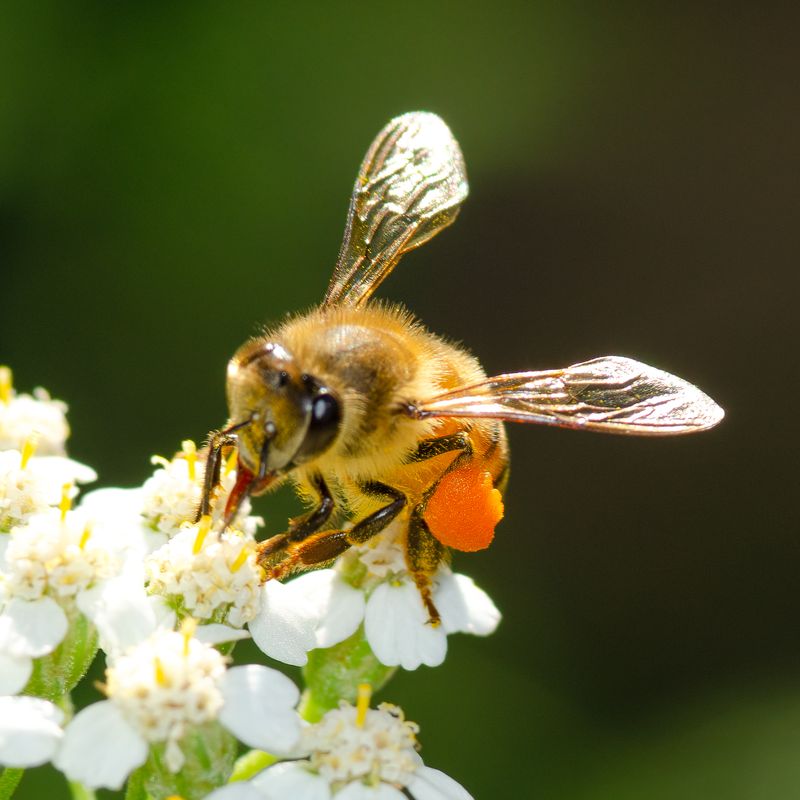 Summer Flowers Feed Bees If You Let Them Bloom Summer Flowers Feed Bees If You Let Them Bloom
