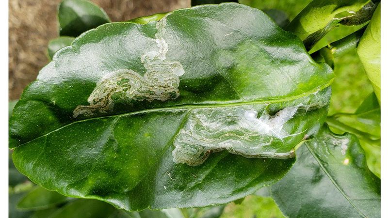 Summer Flushes Attract More Leafminers