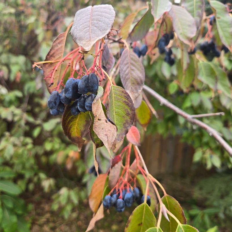 Summer Fruit Brings Bird Activity Summer Fruit Brings Bird Activity