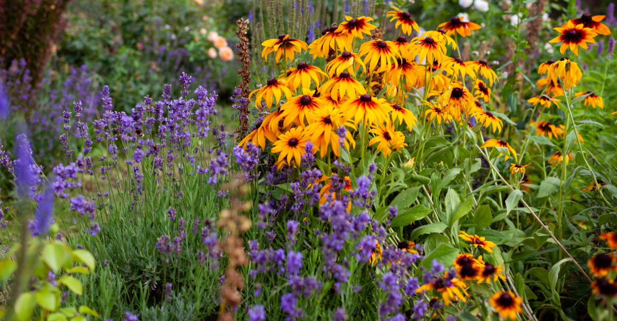 perennials