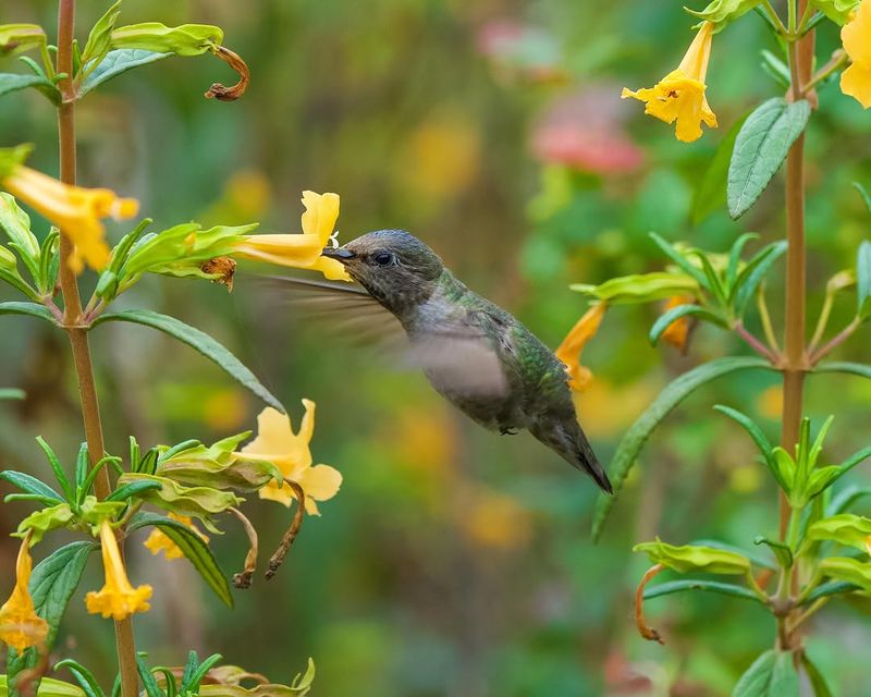 Summer Gardens Still Matter For This Tiny Bird Summer Gardens Still Matter For This Tiny Bird