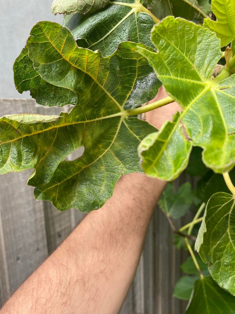 Summer Heat Can Shut Fig Trees Down Summer Heat Can Shut Fig Trees Down