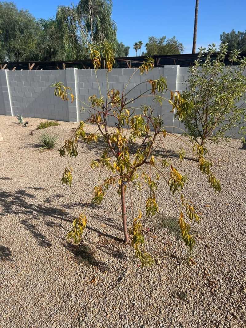 Summer Heat Can Trigger Temporary Leaf Drop