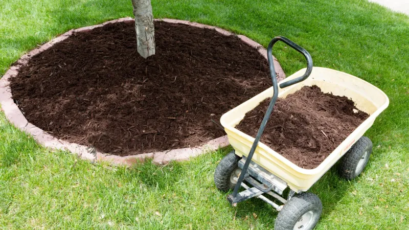 Summer Heat Can Weaken Tree Defenses Summer Heat Can Weaken Tree Defenses