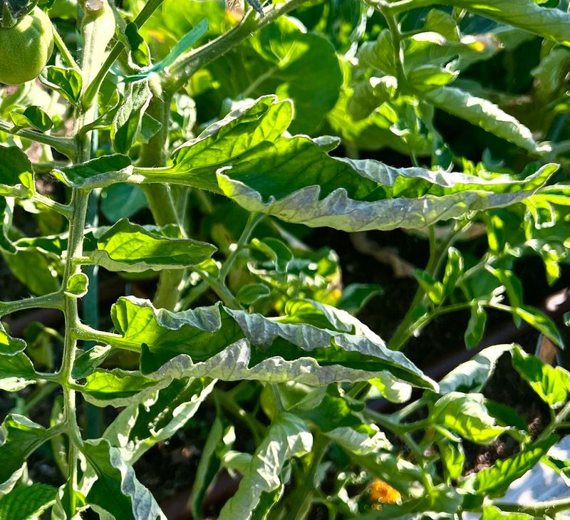 Summer Heat Curls Leaves Upward