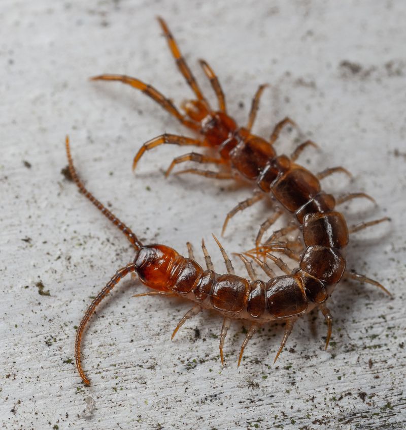 Summer Heat Drives Centipedes Into Cool, Dark Indoor Spaces