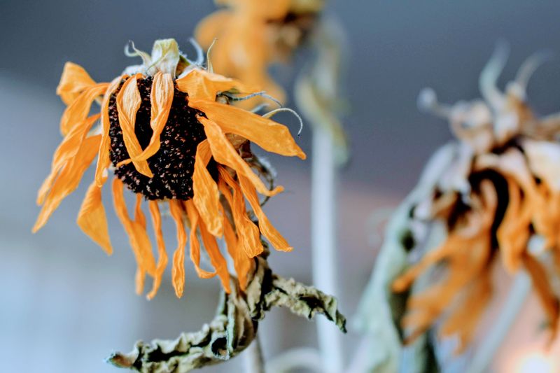 Summer Heat Forces Plants To Lose Water Faster Than Roots Can Replace It Summer Heat Forces Plants To Lose Water Faster Than Roots Can Replace It