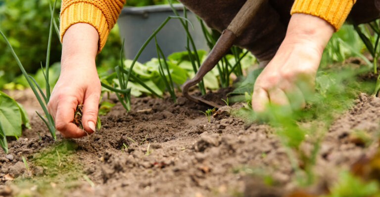 picking weeds