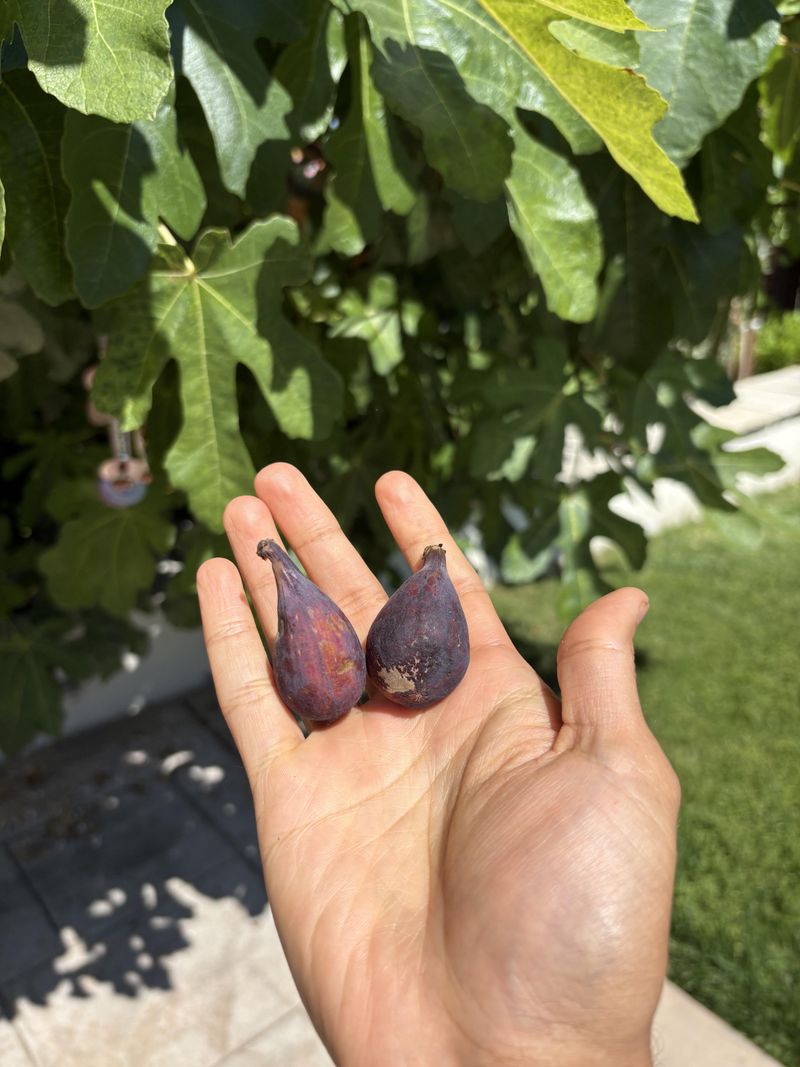Summer Heat Makes Fig Trees Drop Stressed Fruit Summer Heat Makes Fig Trees Drop Stressed Fruit