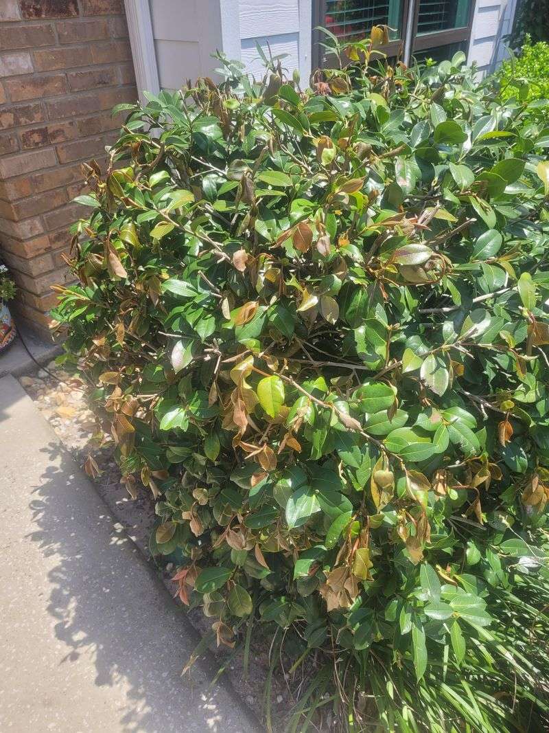 Summer Heat Makes Gardenias Look Thirsty Summer Heat Makes Gardenias Look Thirsty