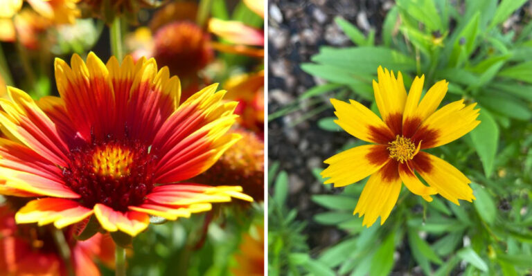 Summer Heat Means Nothing To These 8 Resilient Oklahoma Plants