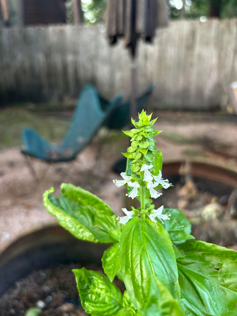 Summer Heat Pushes Basil Toward Flowers