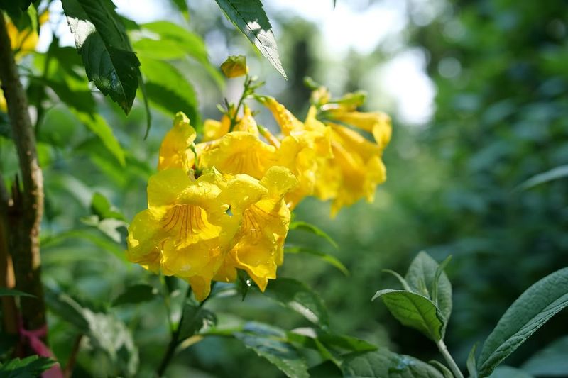 Summer Heat Rarely Slows This Plant Down