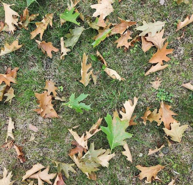 Summer Leaf Drop Can Be A Warning Sign