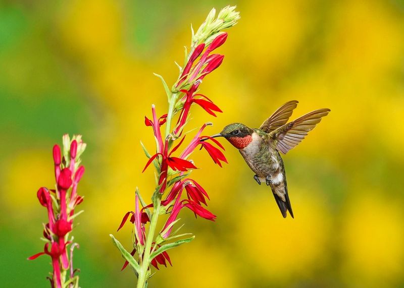Summer Plants Need More Hummingbird-Friendly Blooms Summer Plants Need More Hummingbird-Friendly Blooms