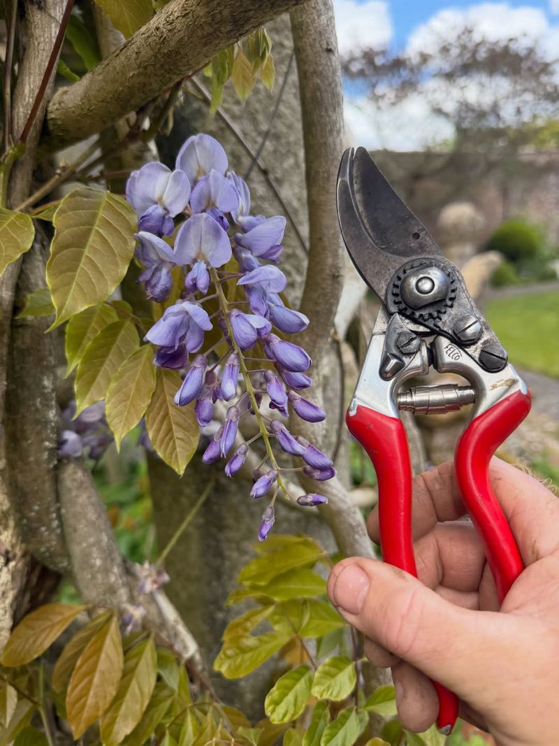 Summer Pruning Can Slow Wisteria's Rapid Growth