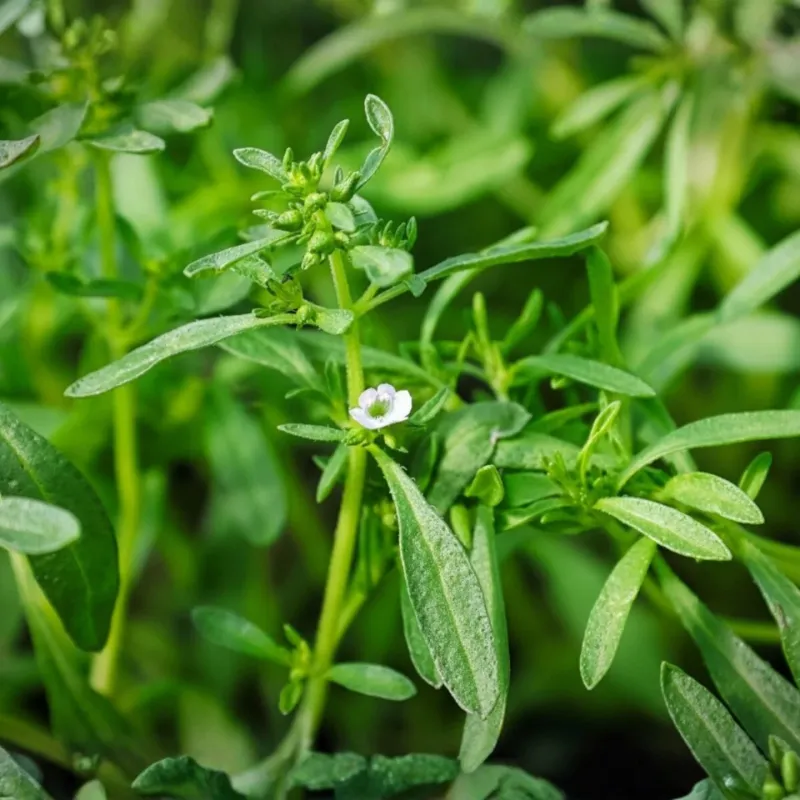 Summer Savory Grows Quickly In Warm Conditions Summer Savory Grows Quickly In Warm Conditions