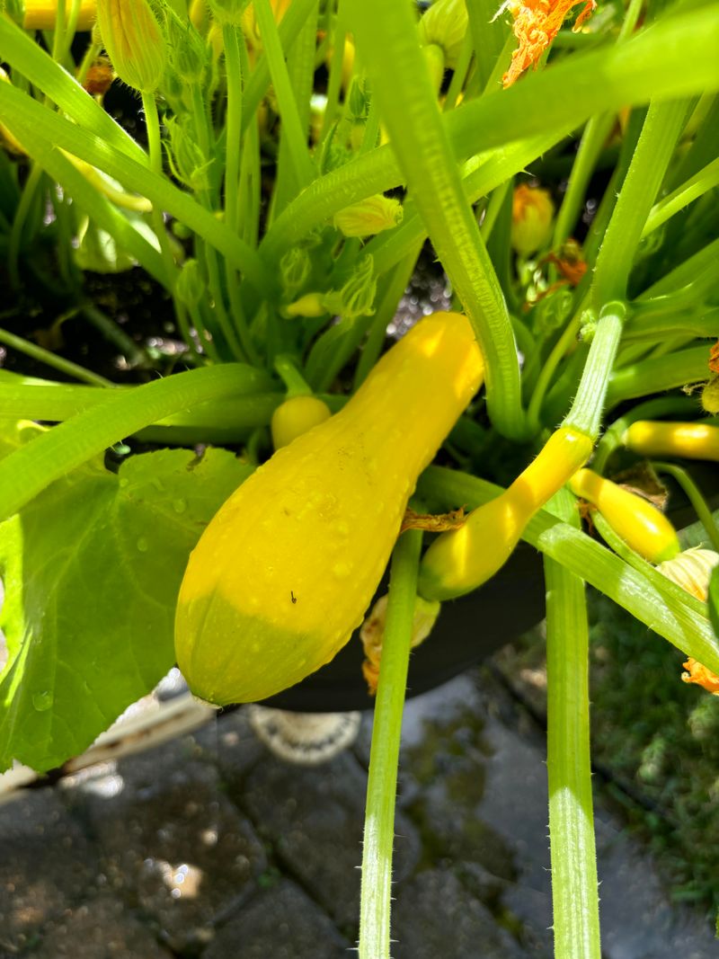 Summer Squash Summer Squash