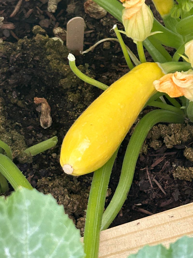 Summer Squash Gives A Fast Harvest