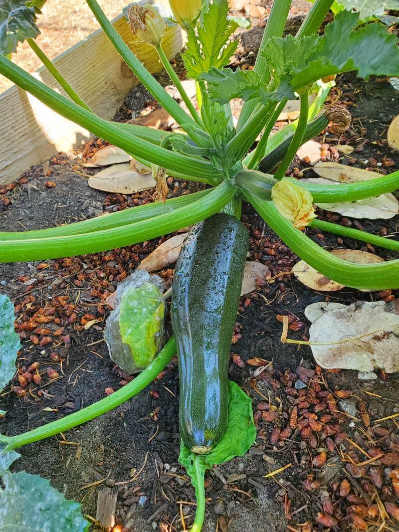 Summer Squash Grows Fast In Heat Summer Squash Grows Fast In Heat