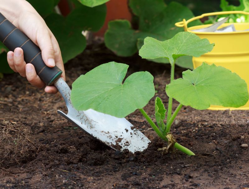 Summer Squash Needs Fuel For Fast Growth