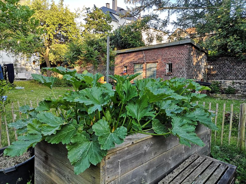 Summer Squash Shades Open Soil Fast