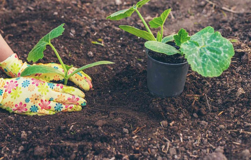 Summer Vegetable Planting