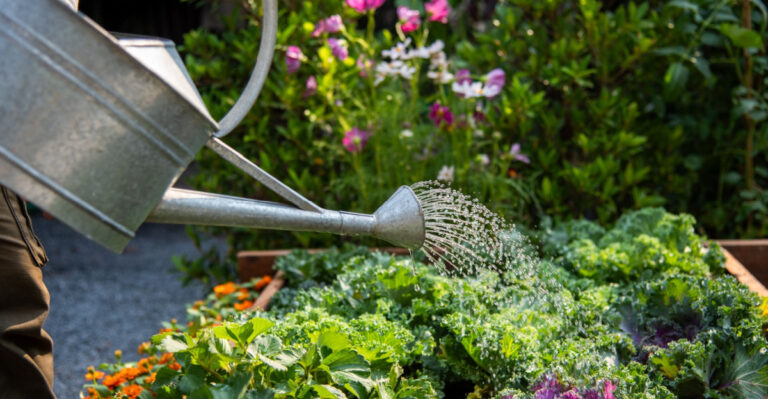 Summer Watering Mistakes That Make Your Washington Plants Struggle