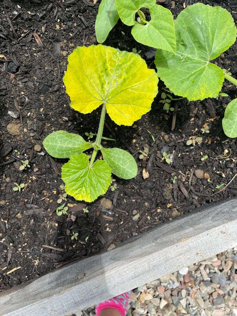 Summer Weather Can Stress Michigan Squash