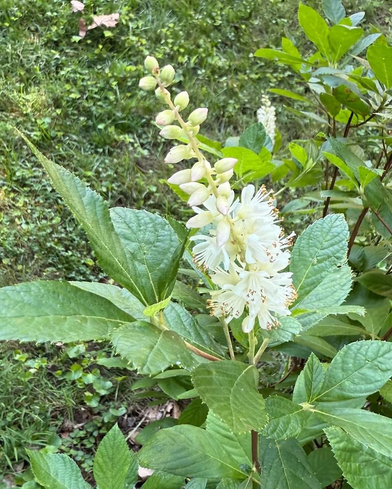 Summersweet Produces Flowers Through The Warm Season
