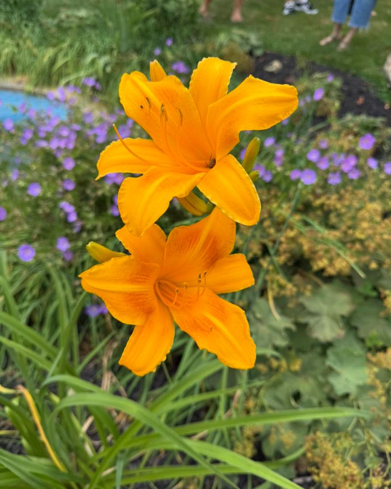 Sun-Drenched Clumps Blossom More After Careful Division