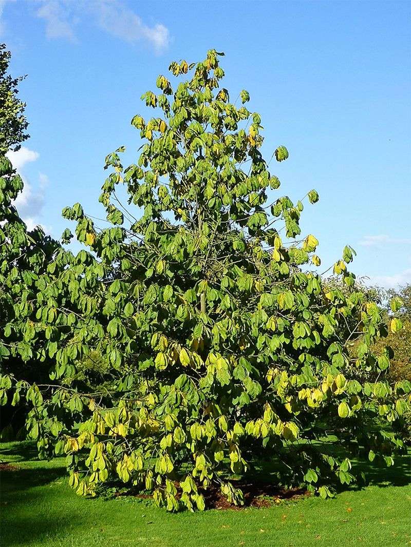 Sun Helps Mature Trees Fruit Better
