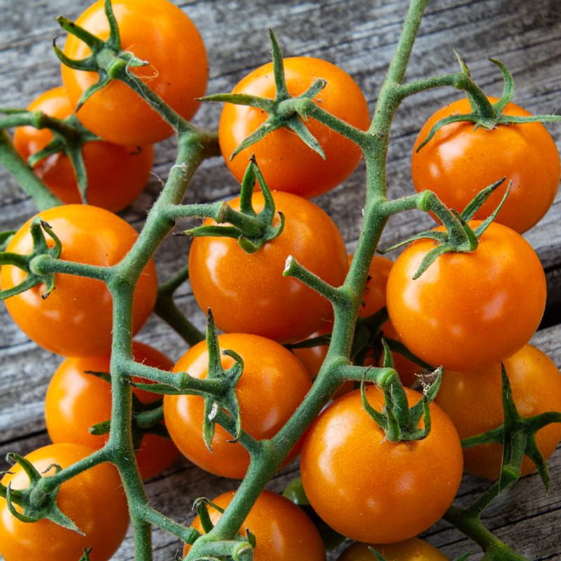 Sun Sugar Brings Reliable Cherry Tomato Flavor To Cool Gardens