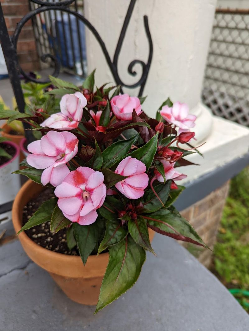 SunPatiens Keep Color Going With Steady Water SunPatiens Keep Color Going With Steady Water
