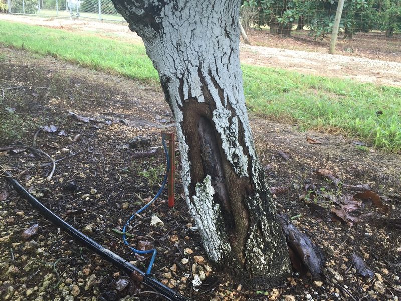 Sunburned Bark Can Damage Key Branches